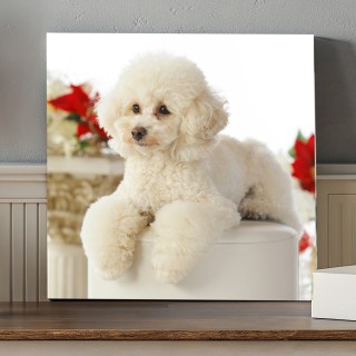 フォトスタンドプラン商品a